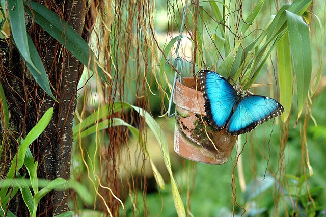 Blue Morpho Butterfly Necklace - SOLD